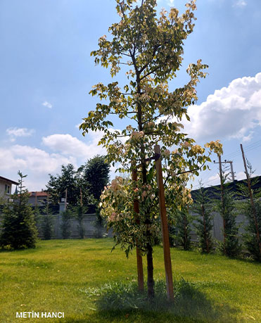 Düzce Sıhhi Tesisat - Düzce Su Tesisatı - Düzce Tıkanık Açma